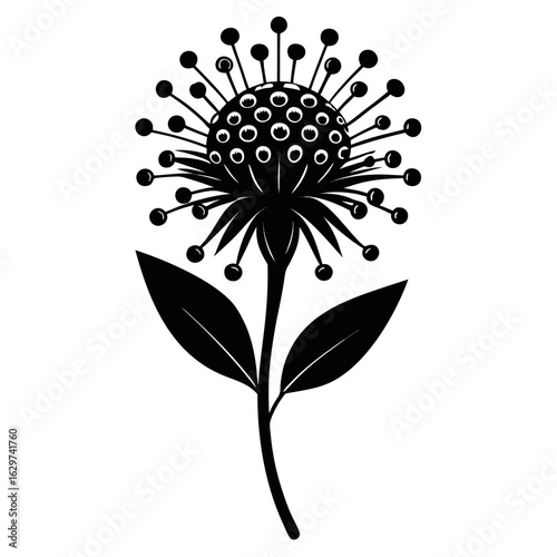  pincushion flower silhouette vector isolated  on white-background