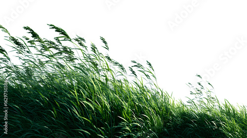 A gentle breeze moving through tall grass under a bright sky