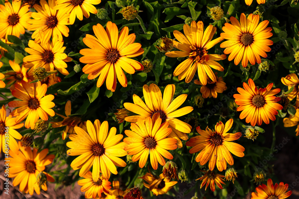 Fototapeta premium Bright yellow-orange flowers with a dark brown core gracefully bloomed, creating a festive mood. Their delicate petals, shimmering in the sun, fill the space with warmth and vital energy.