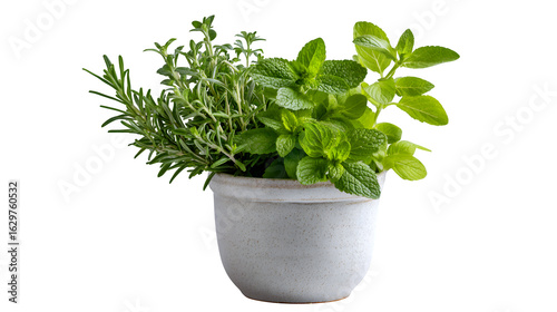 Fresh herbs in a small pot on a white countertop