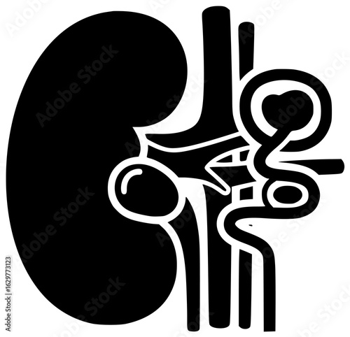 human kidney in abdominal cavity with blood vessels and renal artery and vein