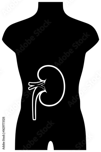 human kidney in abdominal cavity with blood vessels and renal artery and vein