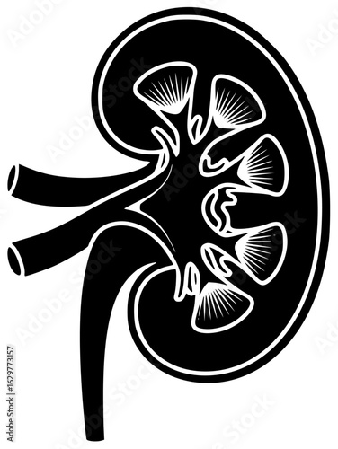human kidney in abdominal cavity with blood vessels and renal artery and vein
