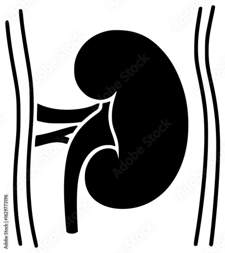 human kidney in abdominal cavity with blood vessels and renal artery and vein