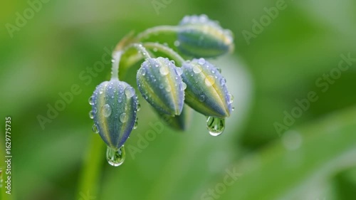 A closeup shows buds covered in water droplets set against blurred green