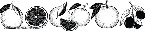 Hand drawn black and white citrus fruits illustration, orange, lemon, fresh fruit sketch