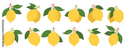 
Lemons illustration, citrus fruits, green leaves, white flowers. Clipart set, yellow green colors. Baby shower design elements. Party invitation, birthday celebration. Spring or summer decoration set