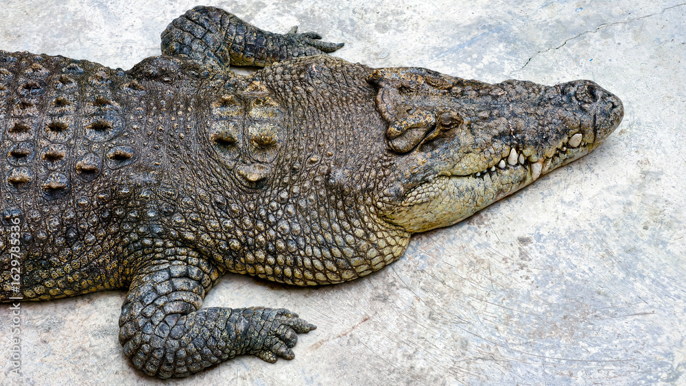 Fototapeta premium A close-up view of a large crocodile resting on a concrete surface, showcasing its textured skin.