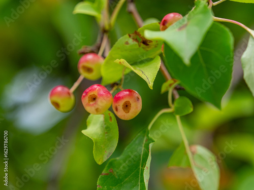 Ripening apples on apple tree branch on warm summer day. Harvesting ripe fruits in an apple orchard. Growing own fruits and vegetables in a homestead. Gardening and lifestyle of self-sufficiency.