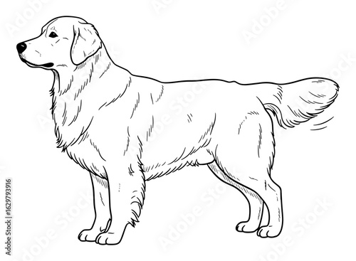 Golden Retriever Outline Vector Illustration