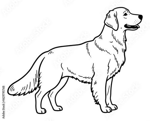 Golden Retriever Outline, Black and White Illustration