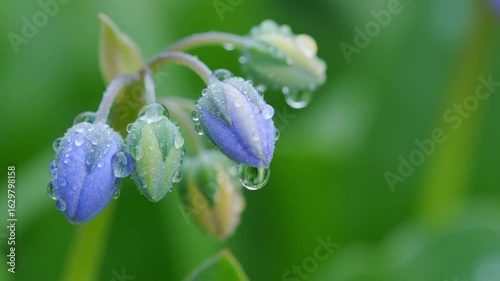 Blue flower buds coated in water droplets stand against a lush green background