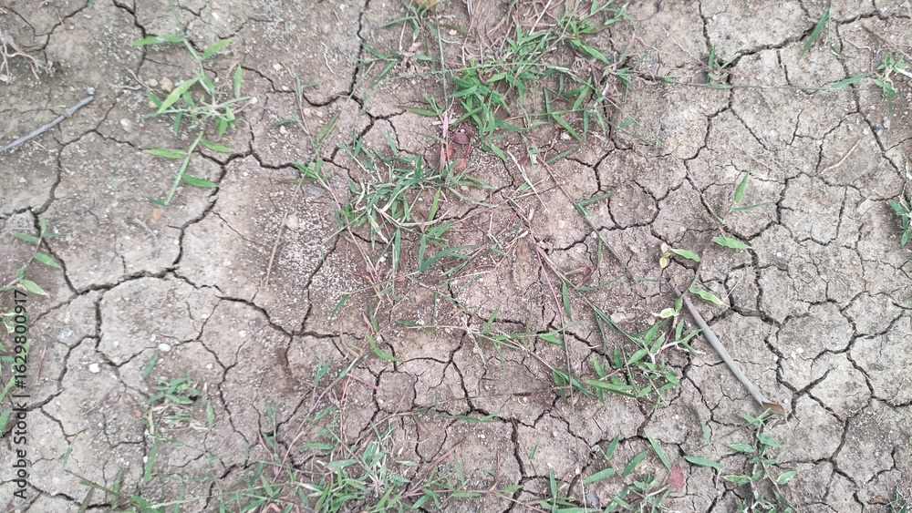 Fototapeta premium The dry land that had touched the rice fields now leaves only a little grass growing, grass on the cracked, dry surface texture, seen above. The concept of hope and encouragement.