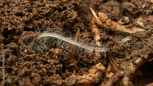 Root system emerging from natural soil