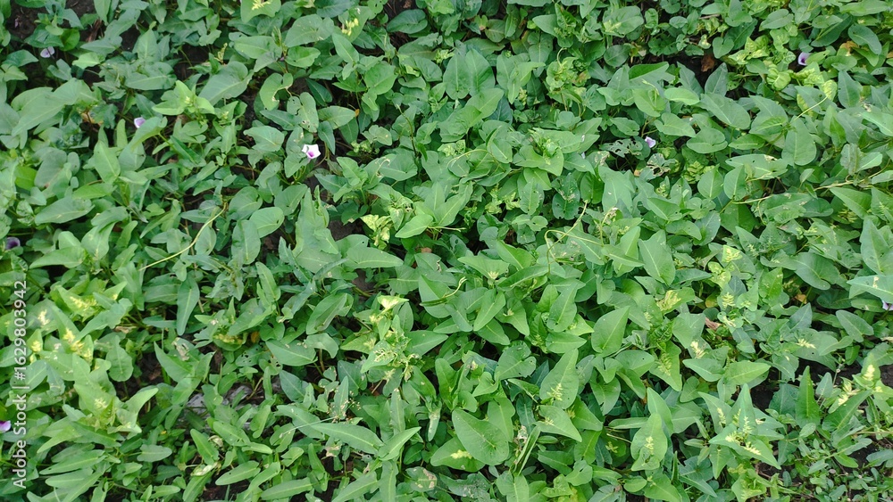 Obraz premium blurry photo of full frame of kale, full frame photo of plants, full frame photo of kale with purple flowers in bloom.