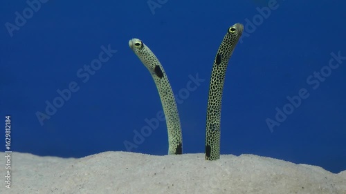 Two spotted garden eel in aquarium 