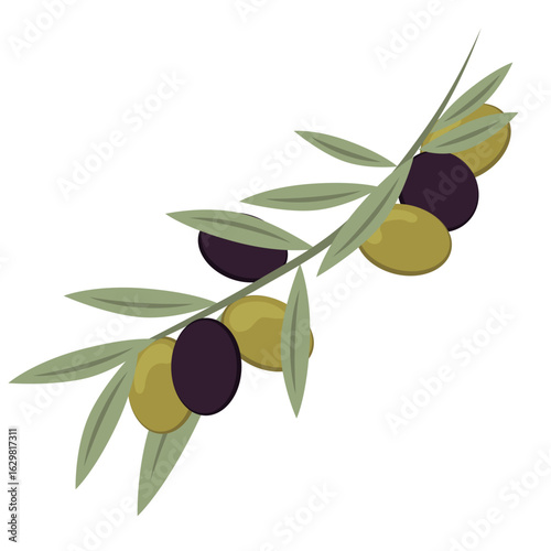 Bright branch with green and dark blue olives. Healthy eating. Theme organic vegetables, diet food, summer harvest. EPS 10.