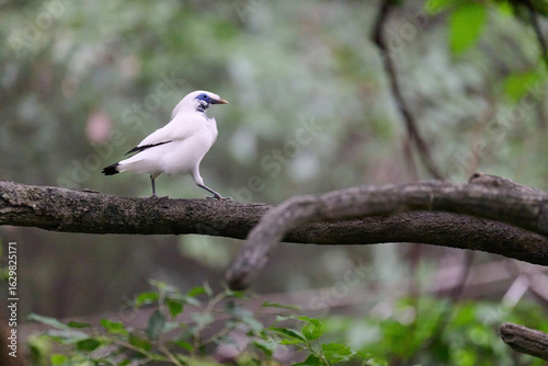 Photography Bali Myna (Leucopsar rothschildi) perched on wooden rail with blurred green background in Hong Kong