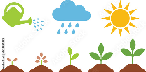 Flat Vector Illustration of Plant Growth Cycle with Sun, Rain, and Watering Elements, plant growth vector, growth stages, plant lifecycle