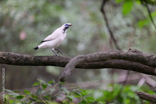 Photography Bali Myna (Leucopsar rothschildi) perched on wooden rail with blurred green background in Hong Kong