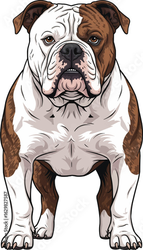 american bulldog standing front illustration with muscular build