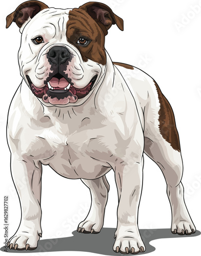 cute friendly smiling american bulldog illustration vector