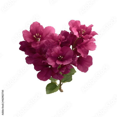 A vibrant cluster of purple bougainvillea flowers on a white isolated background, showcasing their delicate petals and lush green leaves.