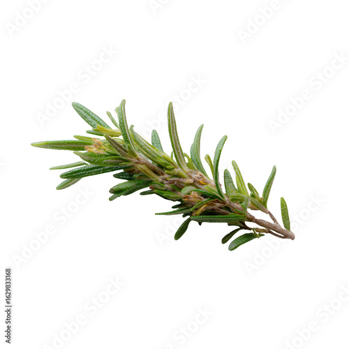 Fresh rosemary sprig with vibrant green leaves, isolated on a white background. Perfect for culinary or herbal uses, adding flavor and aroma to various dishes.