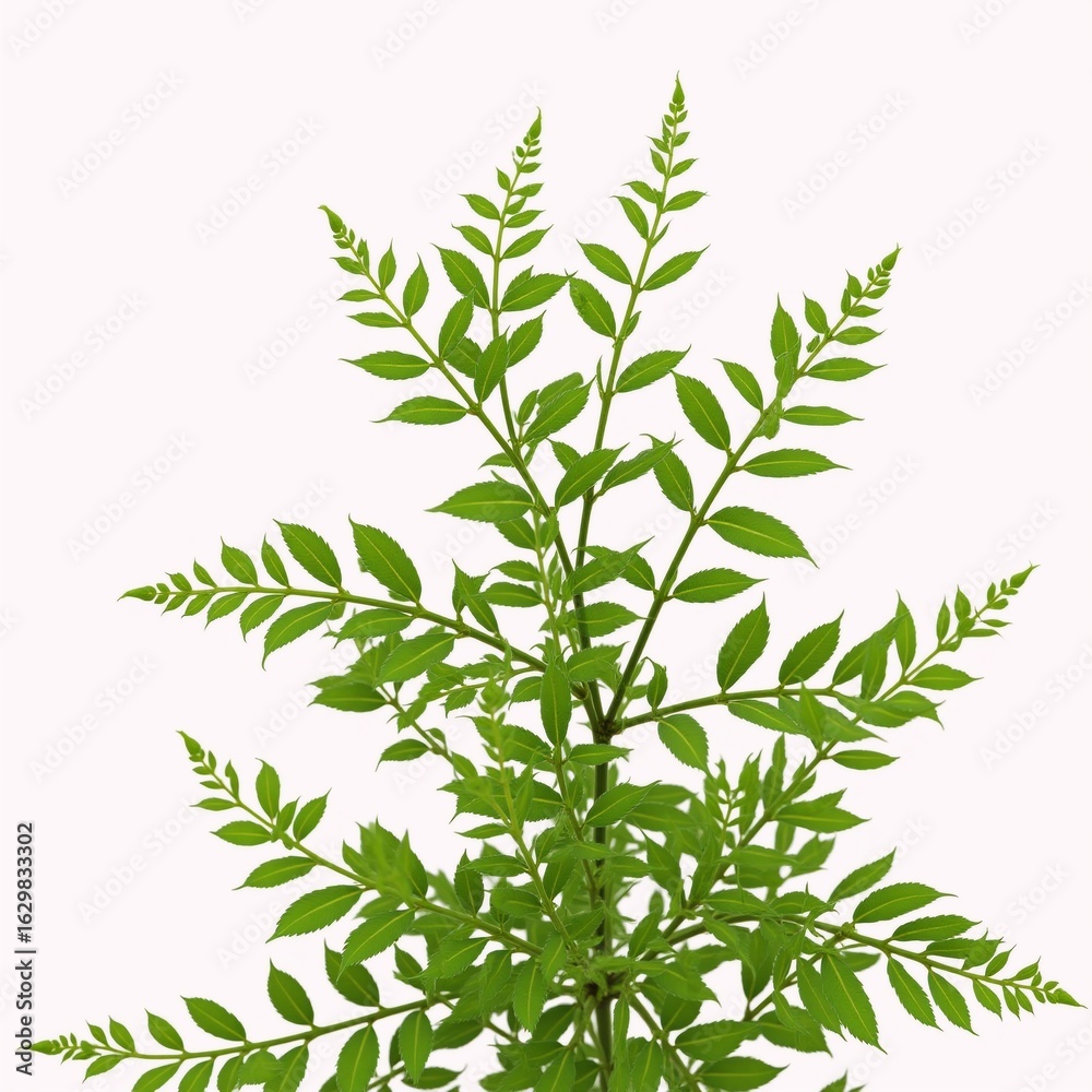 Fototapeta premium Cool Water clover Marsilea minuta - a miniature fern edible herb often referred to as brain food in South Asian cuisine