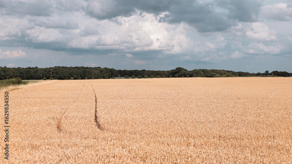 Fototapeta premium nature background, nature macro, nature, green, grass, sky, clouds