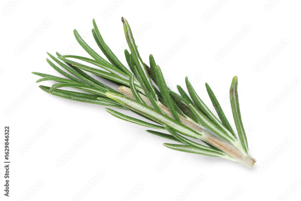 Fototapeta premium Twig of fresh rosemary isolated on white background, closeup
