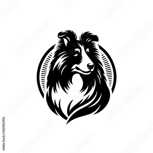 Shetland sheepdog isolated on white background