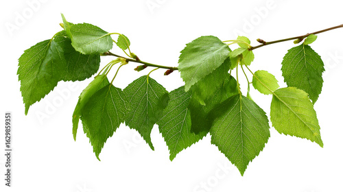 Birch tree leaves and twigs in vibrant green, isolated on white