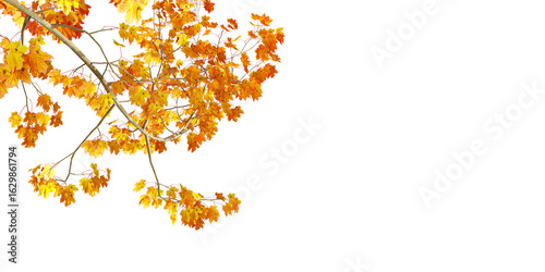 autumn leaves border background