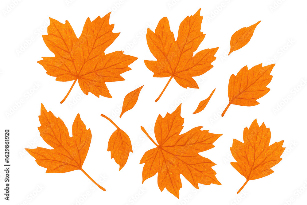Vibrant orange maple leaves gently falling, displaying seasonal autumn color transition Vibrant orange maple leaves gently falling, displaying seasonal autumn color transition