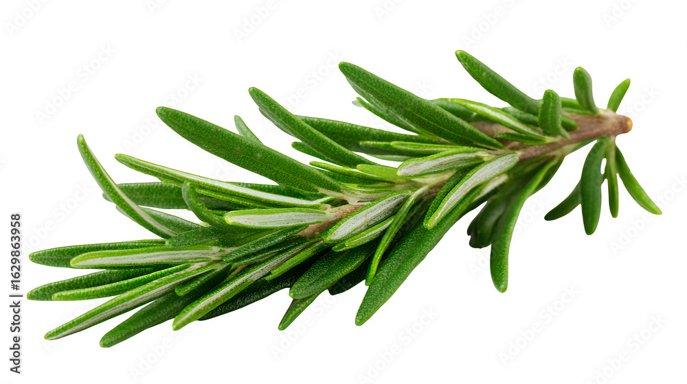 Fototapeta premium Rosemary sprigs with needle-like leaves, isolated on white