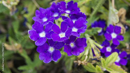Verbena Lascar Compact Dark Violet macro
