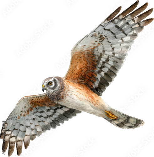 A northern harrier flying in the air isolated on transparent background
