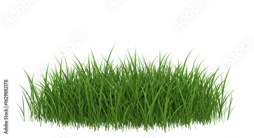 Lush green grass blades on a clean white background offering spring vitality