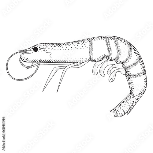 Outline Illustration of Shrimp in Vector