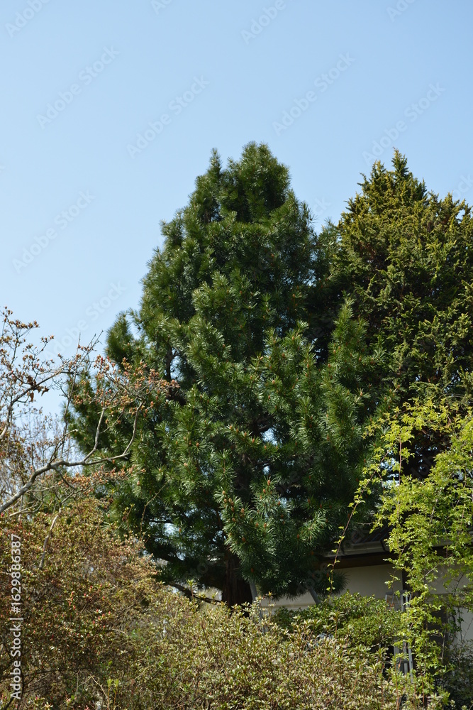 Obraz premium Sciadopitys verticillata, Geumsong full view of rare evergreen conifer in the Sciadopityaceae family. Photographed in Korea.