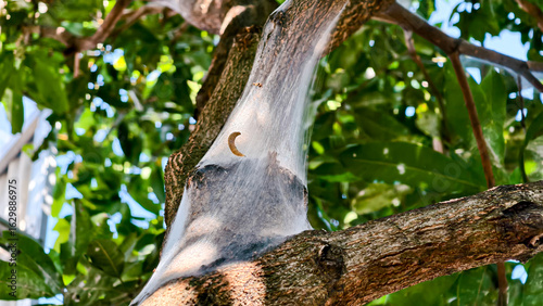 A tree branch covered in a silken, protective webbing, likely from insects.