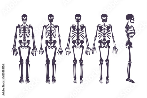 Human skeletal anatomy set showing different body types. Vector illustration of skeletons with varying BMI for medical infographics or obesity concepts.