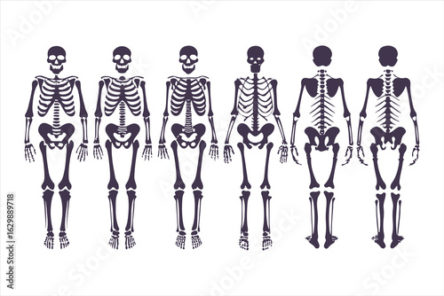 Human skeletal anatomy set showing different body types. Vector illustration of skeletons with varying BMI for medical infographics or obesity concepts.