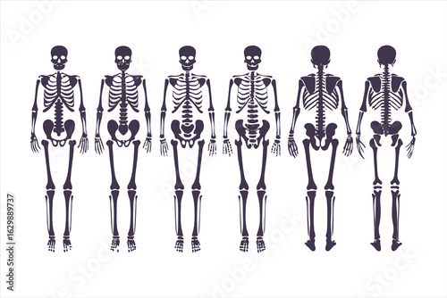 Human skeletal anatomy set showing different body types. Vector illustration of skeletons with varying BMI for medical infographics or obesity concepts.
