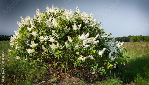 the blossoming bush a privet ordinary ligustrum vulgare