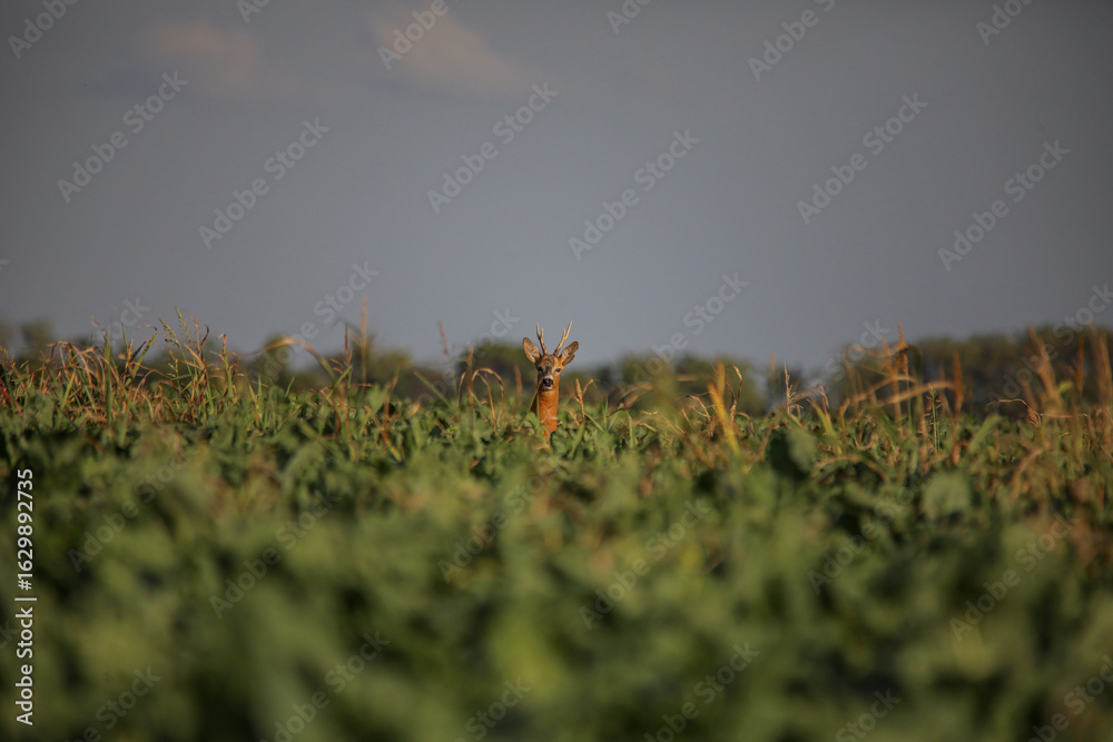 Fototapeta premium roe deer