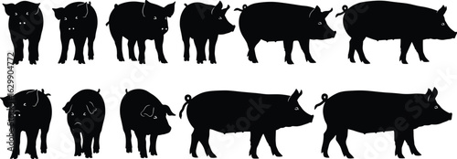 Silhouettes of pigs in various poses, farm animal illustrations, domestic pig shapes collection, black vector set on white background

