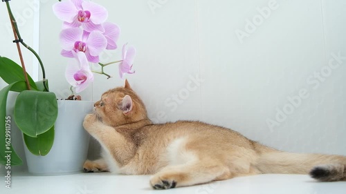 A British golden chinchilla cat lies in orchids and looks at the camera on a sunny day.