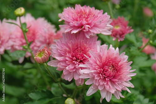 Pink chrysanthemums in the summer garden
